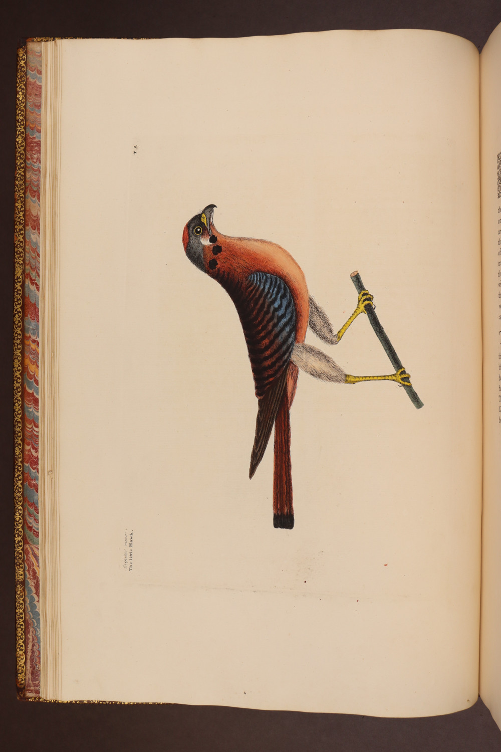 Plate 5